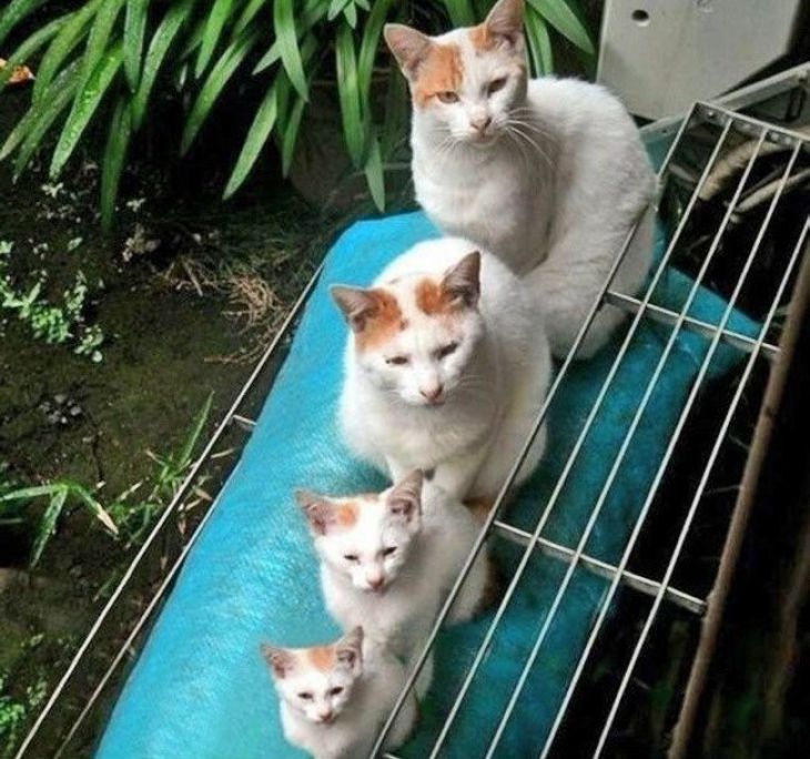 Vier identieke katten