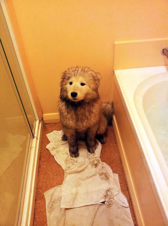 Skitten hund på badet