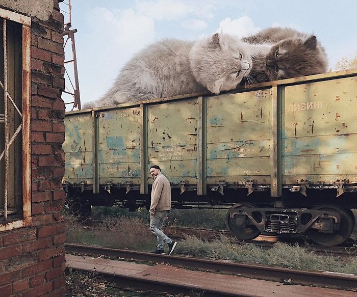 Duży kot na wozie