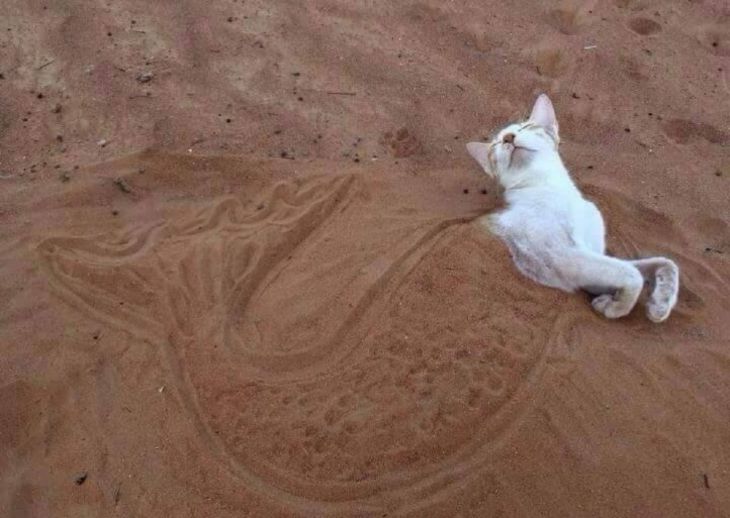 Gato en la playa