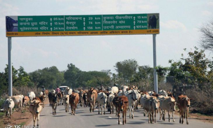vacas na Índia