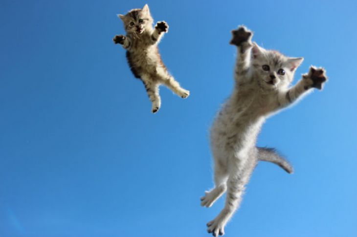 Kaksi kissaa lentää