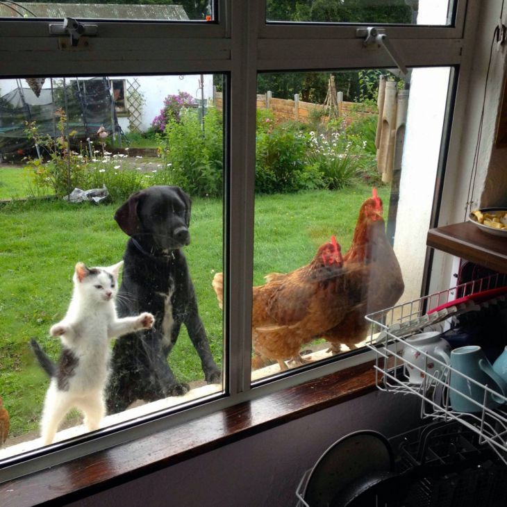 2 galinhas, um cachorro e um gato olham dentro de casa