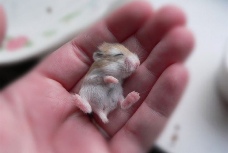 En baby hamster