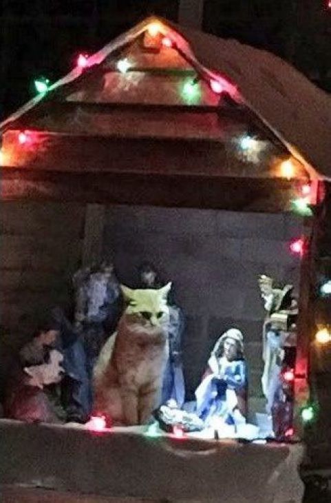 Gato sentado com jesus