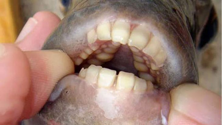 Fish with a Human’s Jaw
