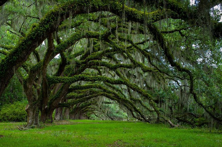 Velha árvore da Carolina