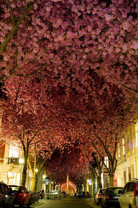Körsbärsträd i blom, Tyskland