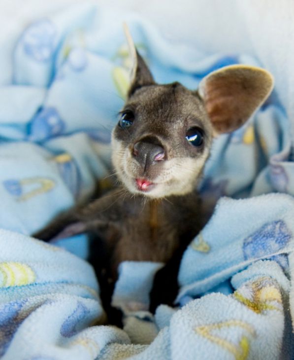 En baby kenguru