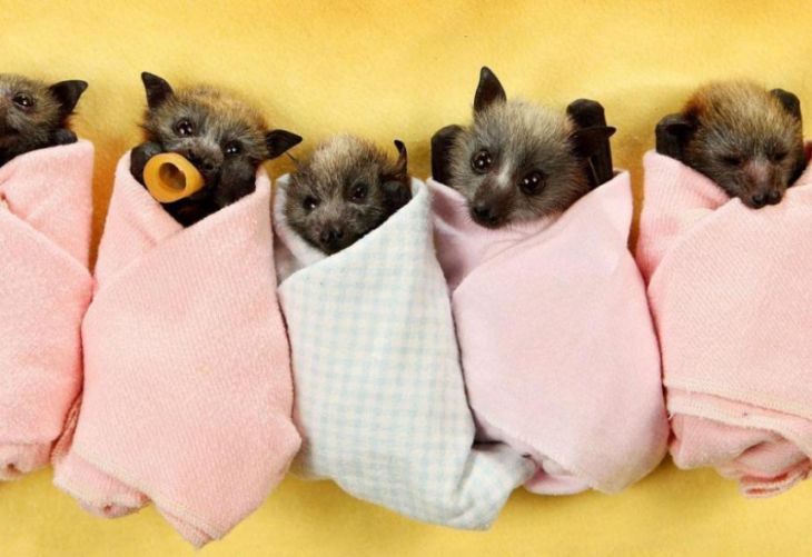 Pequenos morcegos