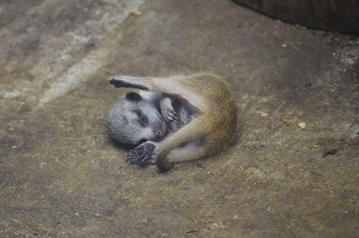 Pequeno suricata está dormindo