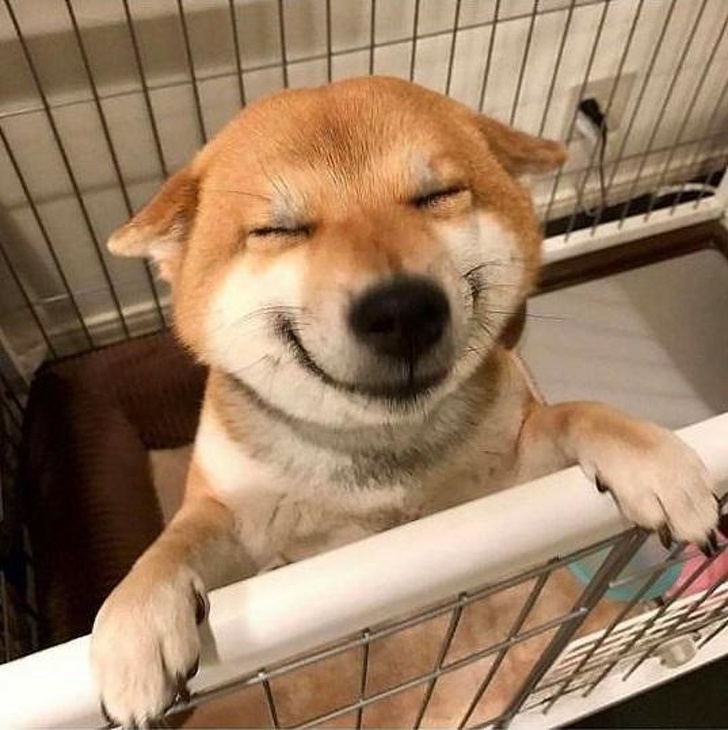 Χαρούμενο σκυλί