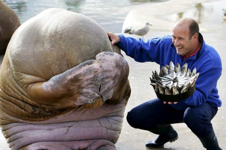 O morsă care se rușinează în momentul în care primește un tort din pește de ziua ei, Norvegia