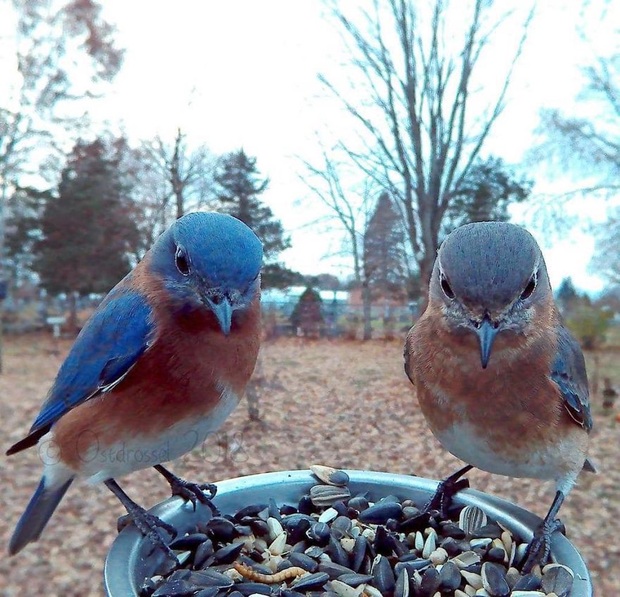 Pássaros azuis estão assistindo
