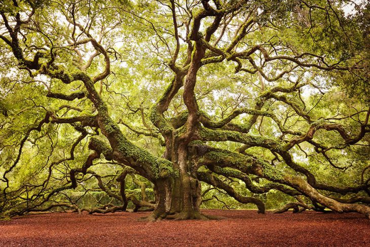 Stejarul sudic Angel, South Carolina