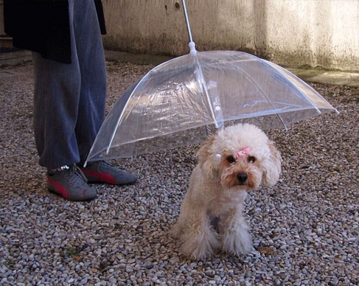 Umbrella for dogs