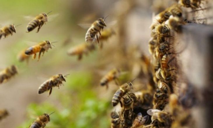 Las abejas se comportan de manera extraña