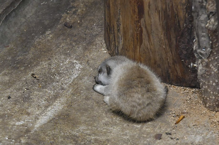 Meerkat filhote está cansado