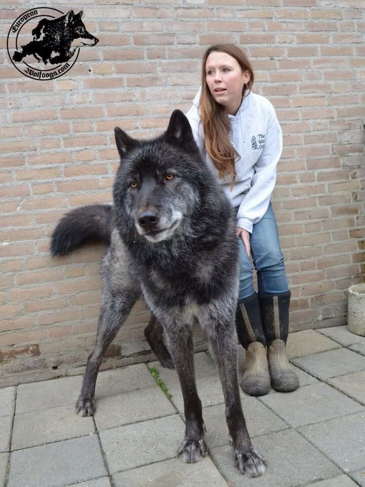 Menina e cachorro lobo
