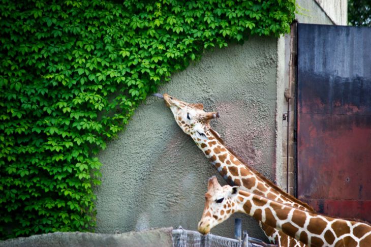Giraffen eten bladeren