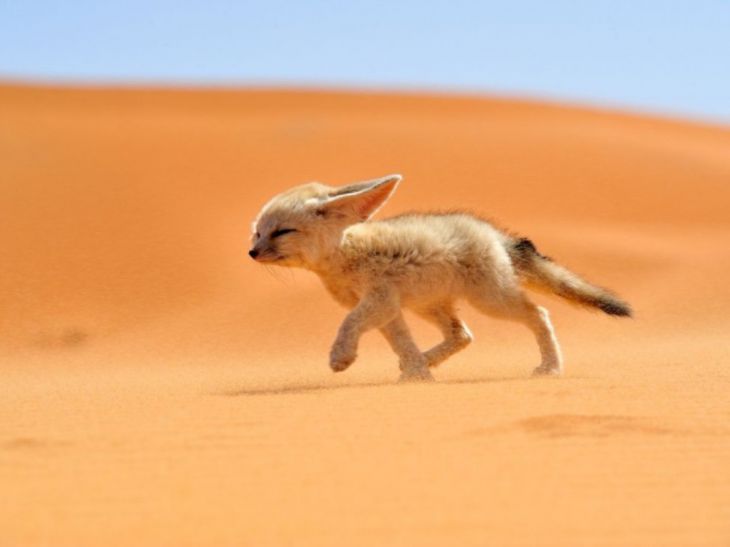 Αλεπού της Σαχάρας, Μαρόκο