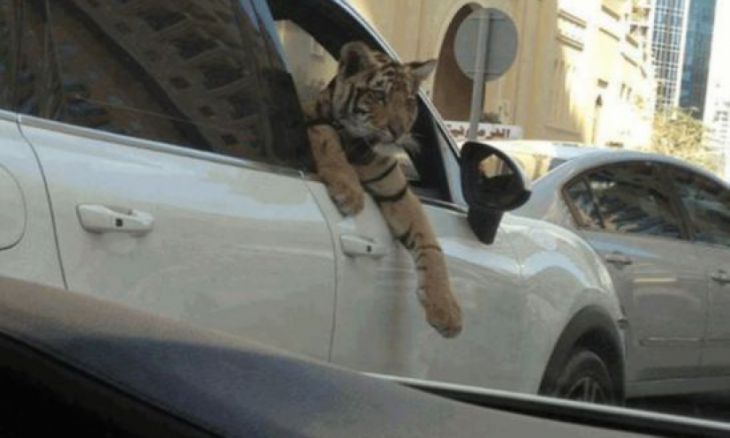 Tigre no carro