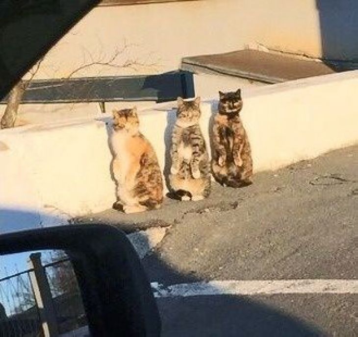 Tre katter ser ut som gophers