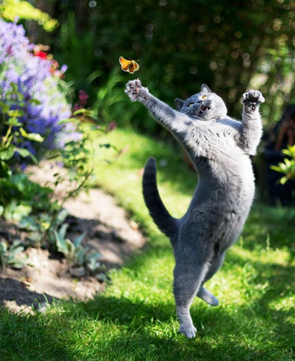 Kat vangt een vlinder