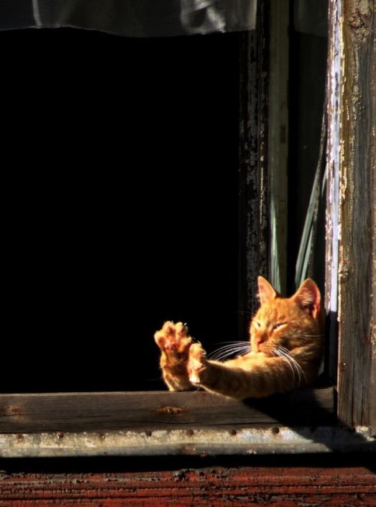 Cat warms its paws in the sun