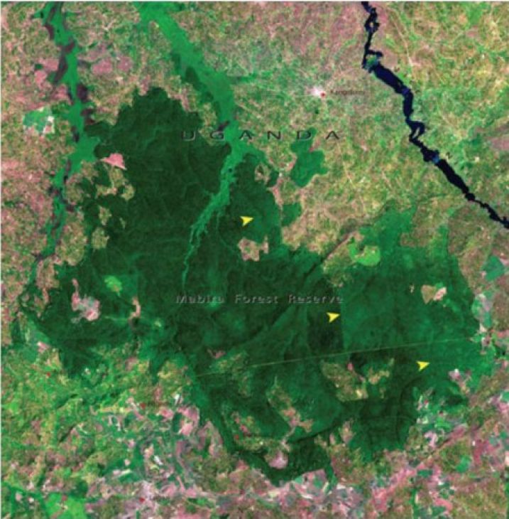 Pădurea Mabira, Uganda. Ianuarie 2006