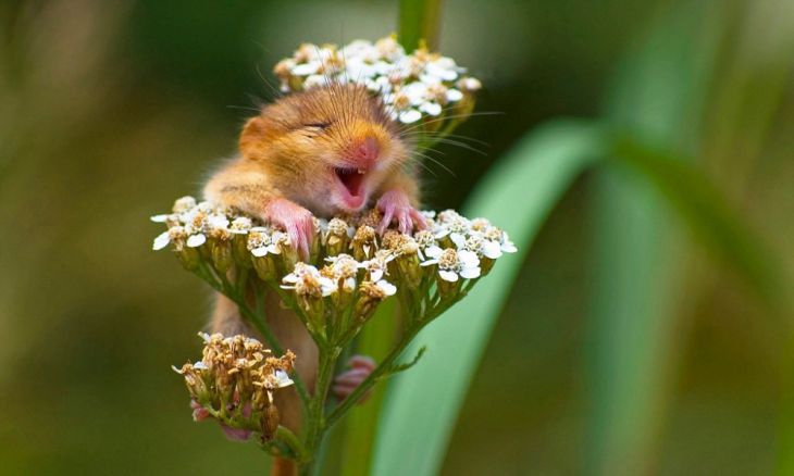 Hamster senta-se em uma flor