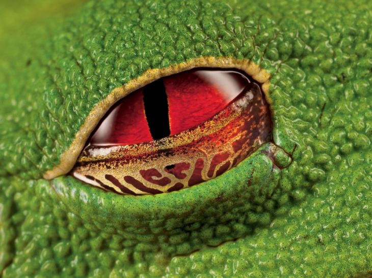 De röda ögonen hos en vårtig trädgroda, Costa Rica