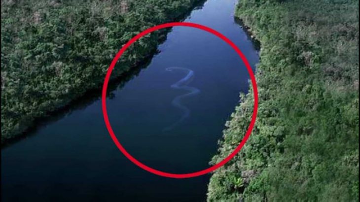Serpiente grande en el río