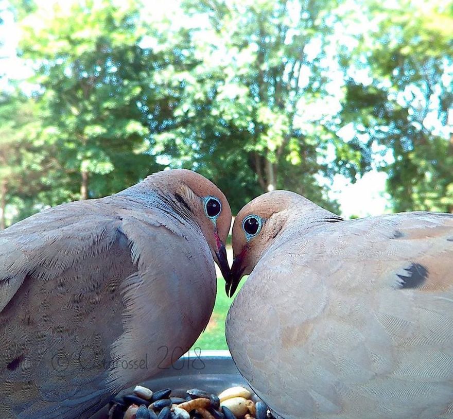 Porumbei îndrăgostiți