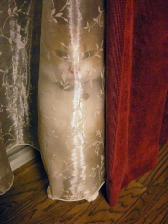 Kot schował się za zasłoną