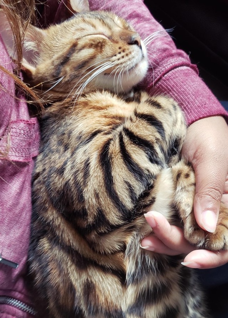 O gato dorme nos braços da amante