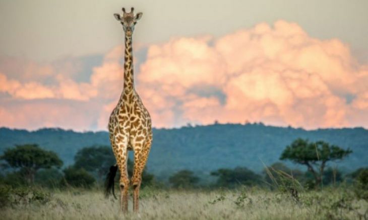 Girafă, Tanzania