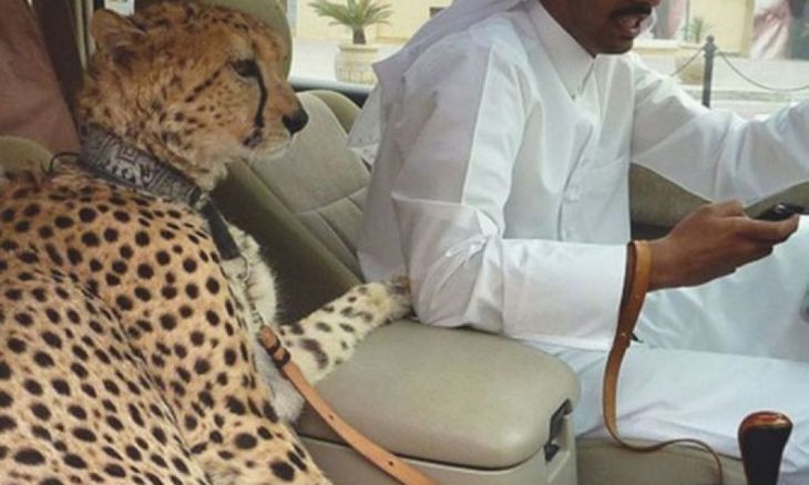 Leopardo em um carro