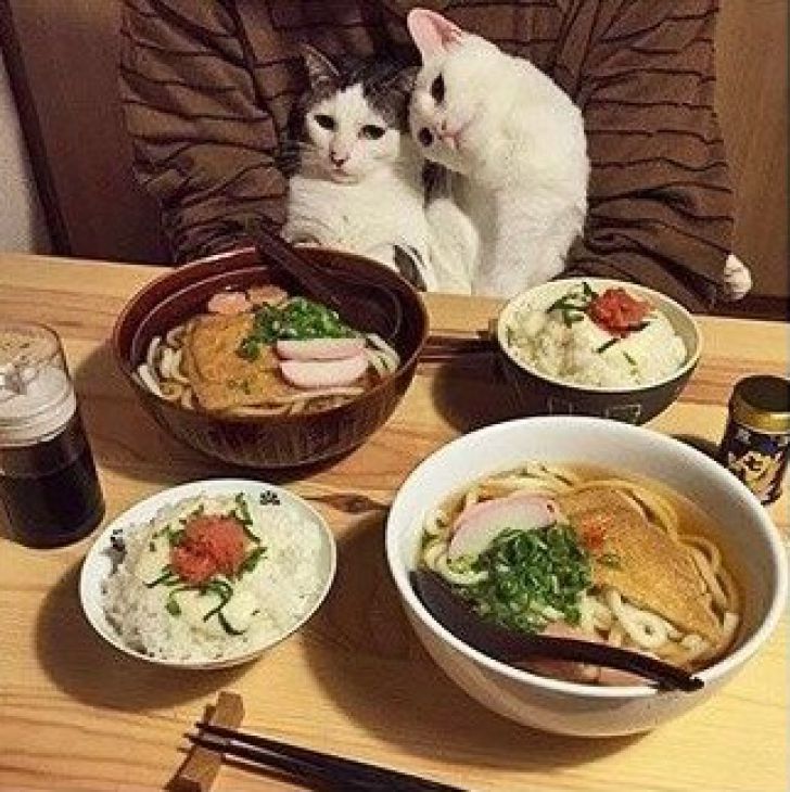 Twee katten aan de tafel