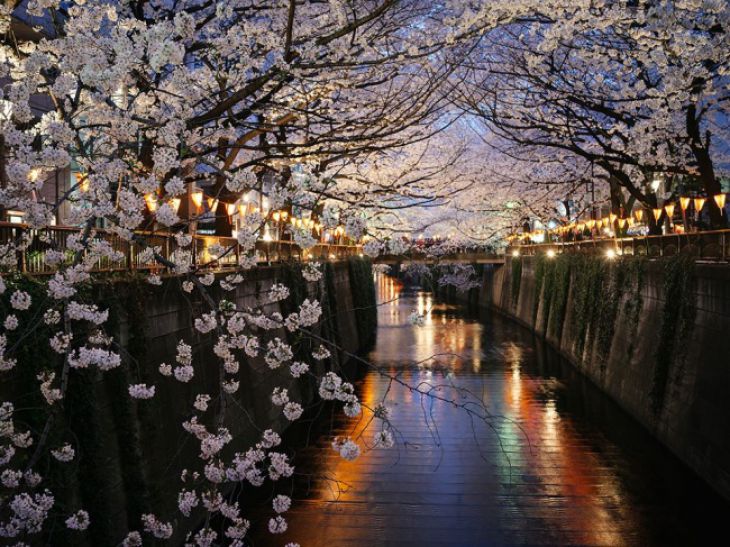 Kirsikan kukintoja, Nakameguro