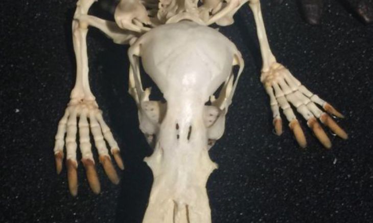 Platypus schedel