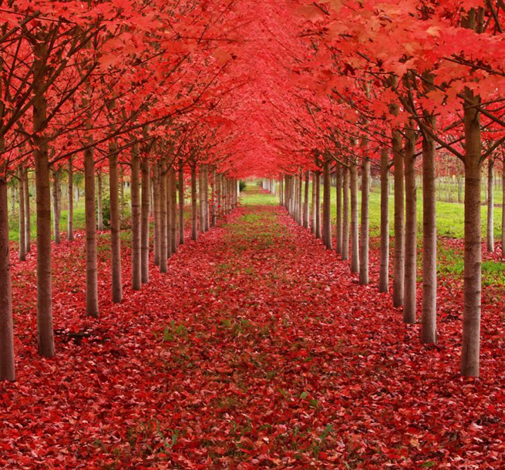 Tunel drzew, Oregon