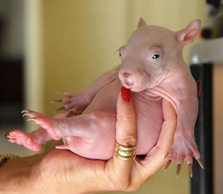 Een baby wombat