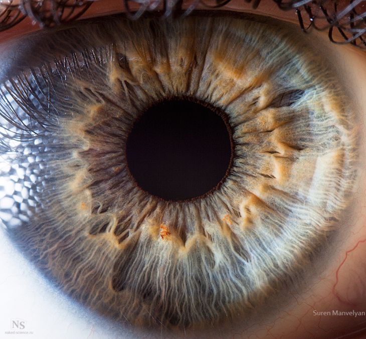 Uma vista aproximada de um olho humano revela com incríveis detalhes as estruturas da íris