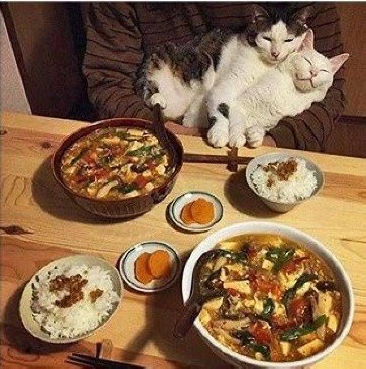 pisicile au mâncat și mai există multă mâncare pe masă