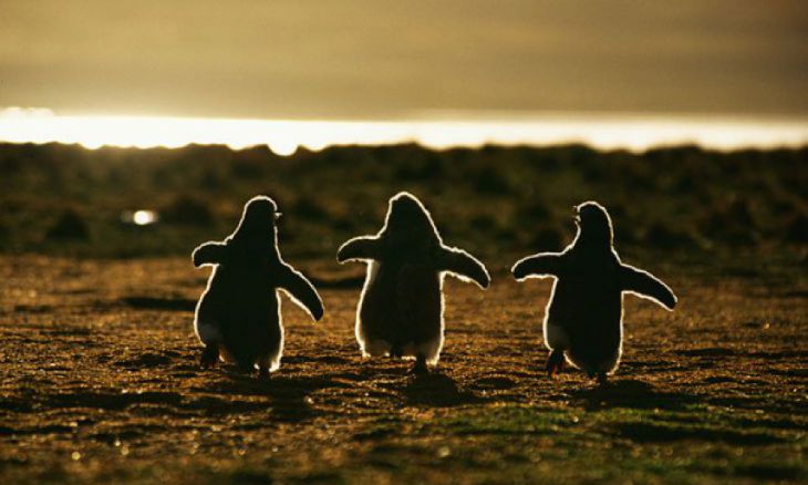 Bebês Pinguins