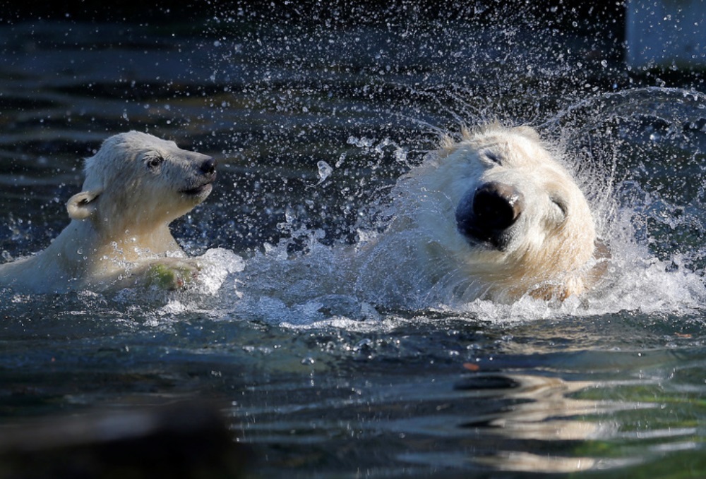 Ursos estão nadando