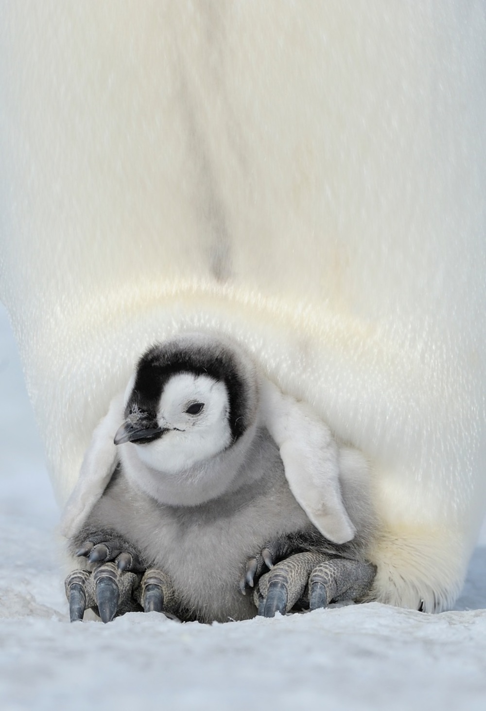 Pinguim e seu filhote