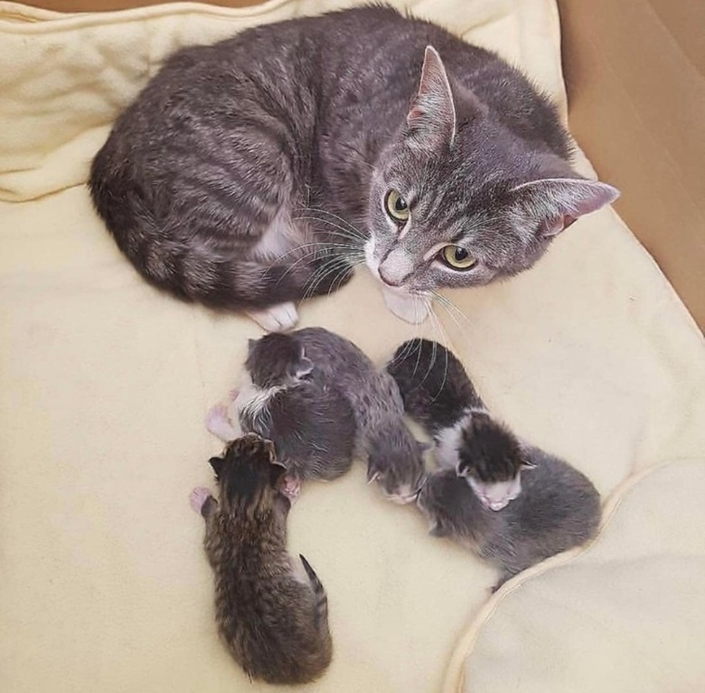 Gatinhos recém-nascidos