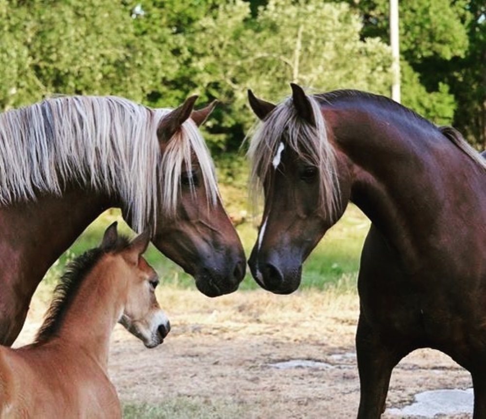 3 gerações de cavalos